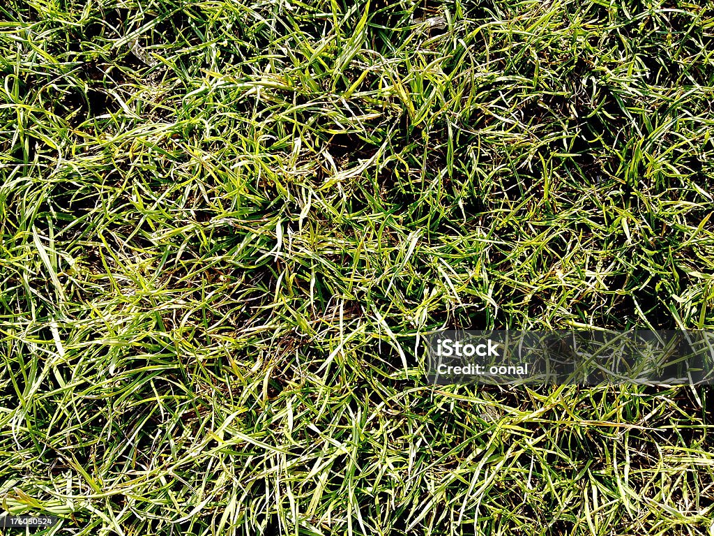 Трава текстуры - Стоковые фото Абстрактный роялти-фри