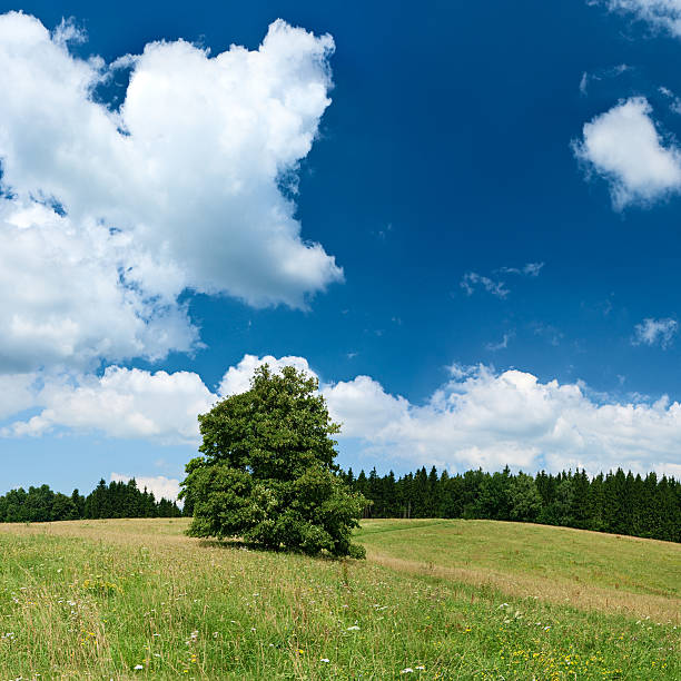 istock Panoramic spring landscape 47MPix XXXXL size - highlands, blue sky 176050533