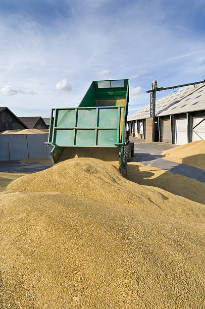 istock Tractor and Trailer Delivering Grain To the Depot. 176050536