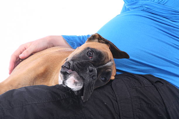 istock Pregnant woman with her dog 176050664