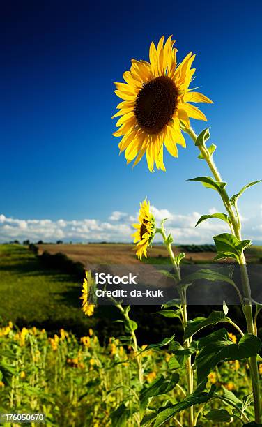 Foto de Campo De Girassóis e mais fotos de stock de Agricultura - Agricultura, Alto - Descrição Geral, Amarelo