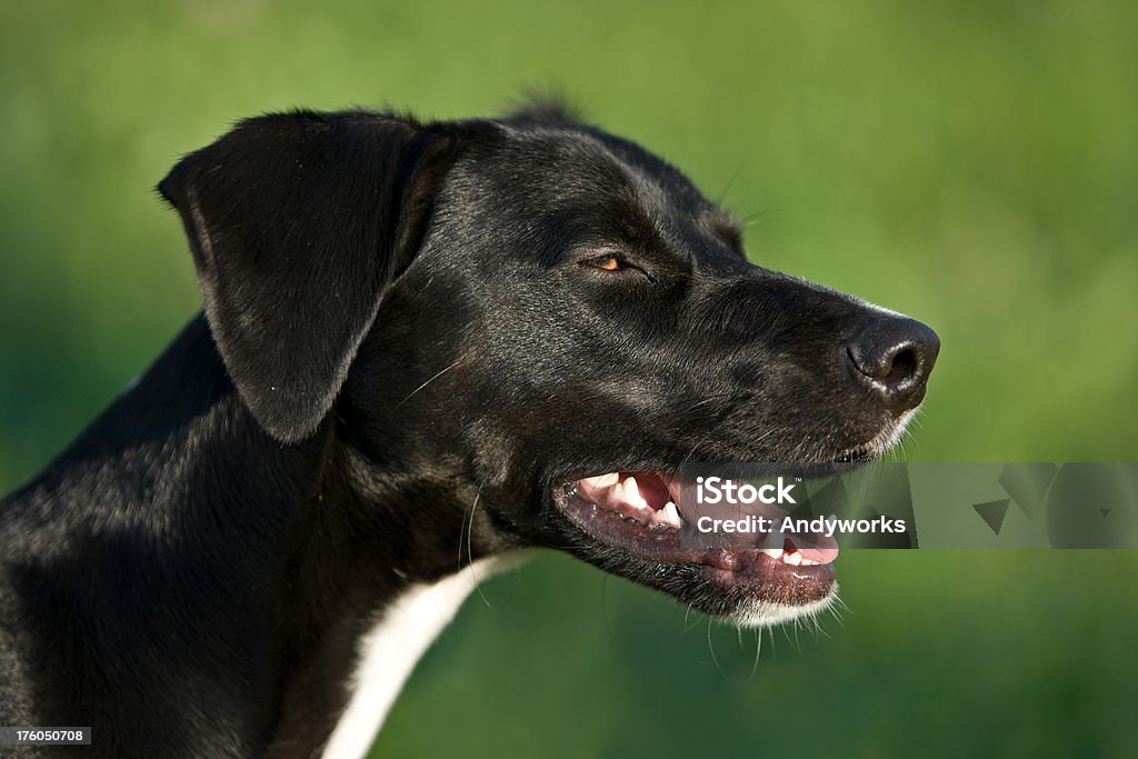 Black Hund Lächeln - Lizenzfrei Fangzahn - Tierzahn Stock-Foto