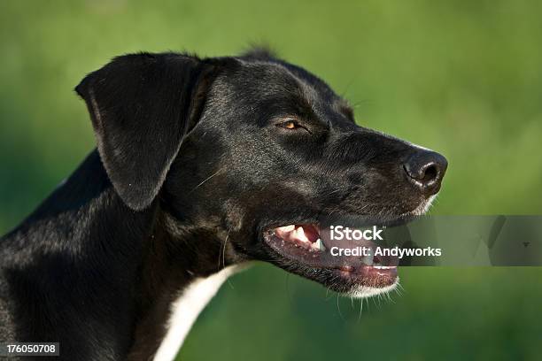 Black Hund Lächeln Stockfoto und mehr Bilder von Fangzahn - Tierzahn - Fangzahn - Tierzahn, Fotografie, Freundschaft