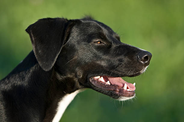 cão preto sorrindo - crossbreeding - fotografias e filmes do acervo