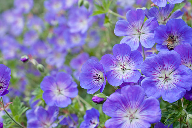 geranium kwiaty - geranium pratense zdjęcia i obrazy z banku zdjęć