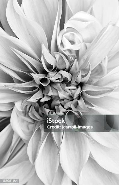 Dahlie Entsättigt Stockfoto und mehr Bilder von Schwarzweiß-Bild - Schwarzweiß-Bild, Blume, Fotografie