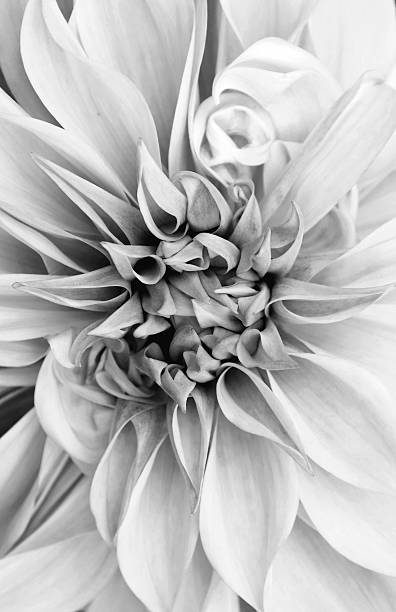 Black and white photo of a Dahlia Close-up of a dahlia flower in black and white. dahlia photos stock pictures, royalty-free photos & images