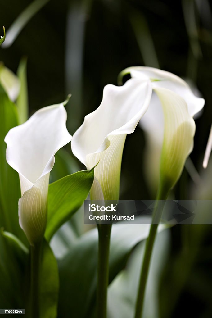 fleur - Photo de Blanc libre de droits