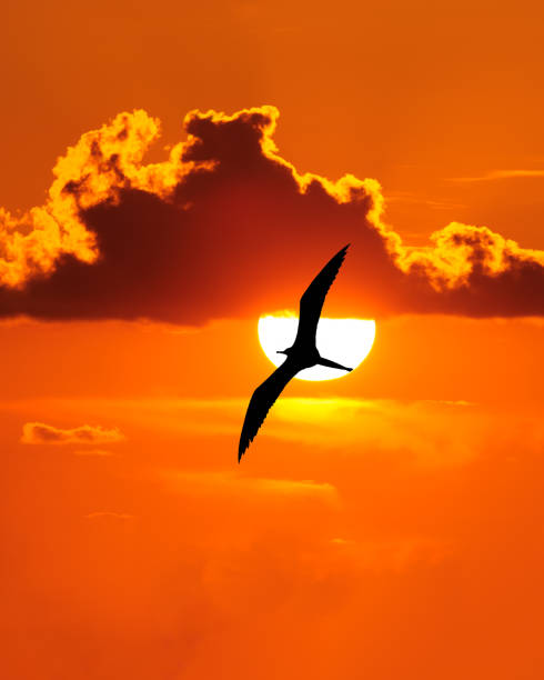 закат птица вдохновляющая надежда сюрреалистическая неземная природа силуэт вертикальный - romantic sky eternity cloud summer стоковые фото и изображения