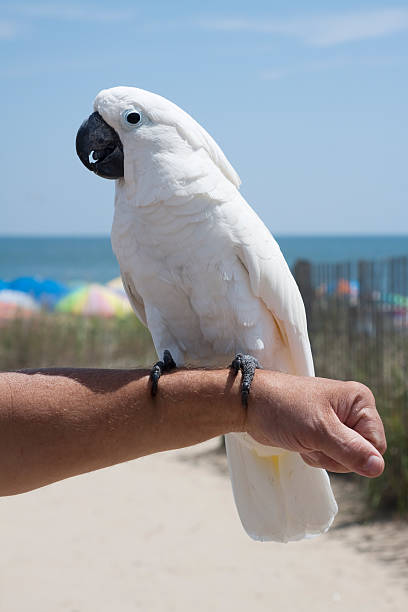 istock White Cockatoo at the Beach 176051475