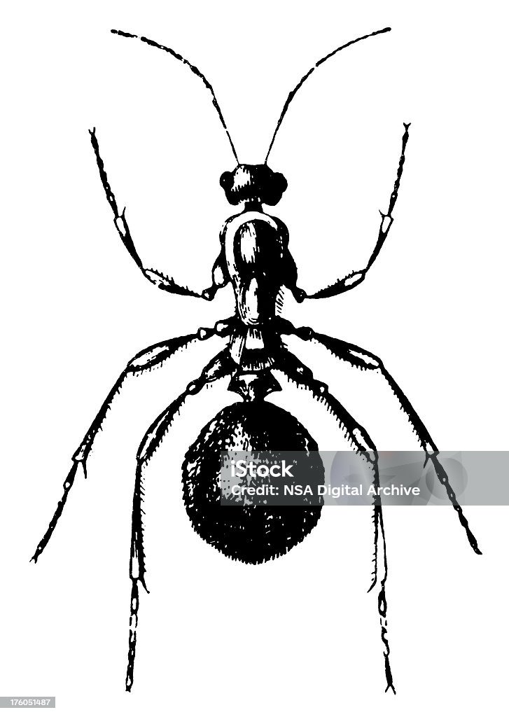 Муравей/античный животных иллюстраций - Стоковые иллюстрации Муравей роялти-фри