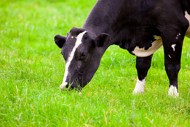 istock Friesian Holstein Cow 176051539