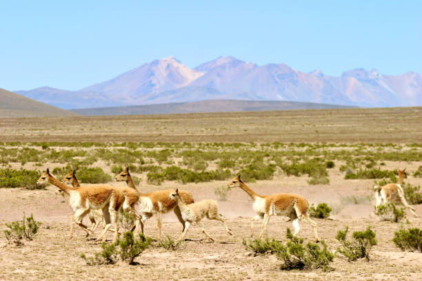 istock Vicuna in the Andean highlands, Peru. 1760520837