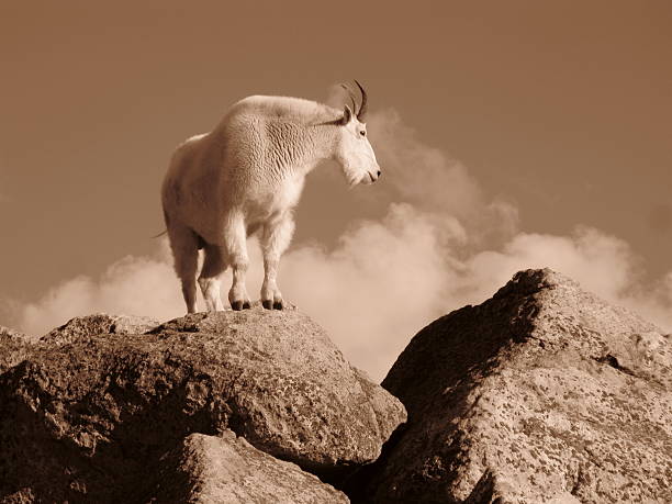 istock Mountain Goat Sepia Tone Oreamnos Americanus 176052264