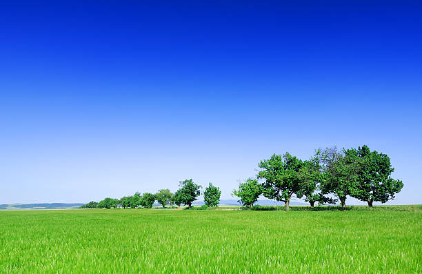 istock Trees on green field and blue sky 176052295