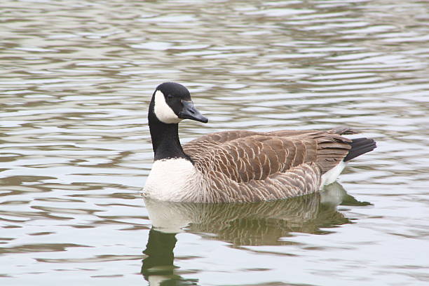 istock A Canadian goose swimming on a lake 176052347