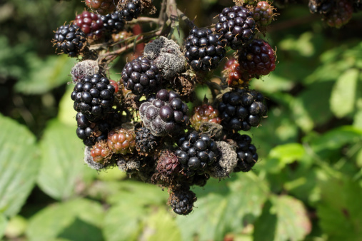 Luscious blackberry fruit ripe for the picking, but what is that fuzzy grey growth?  Probably the fungus (Botrytis cinerea) or similar. Fruit rot is a disease / condition caused when the blackberry fruit cannot quickly dry after rain. When this infection happens commercially, the remedy is to provide more air circulation. Blackberries ((Rubus fruticosus)) are an aggregate fruit composed of a number of small drupes, and each little drupe is called a drupelet. Blackberries are packed with antioxidants, including vitamin C and ellagic acid, which have long been recognised as effective against colds and flus. Ellagic acid is even mentioned in connection with the battle against cancer. In addition, the small seeds within the berries make them a good source of fibre. Blackberries are a primary source of antioxidants.