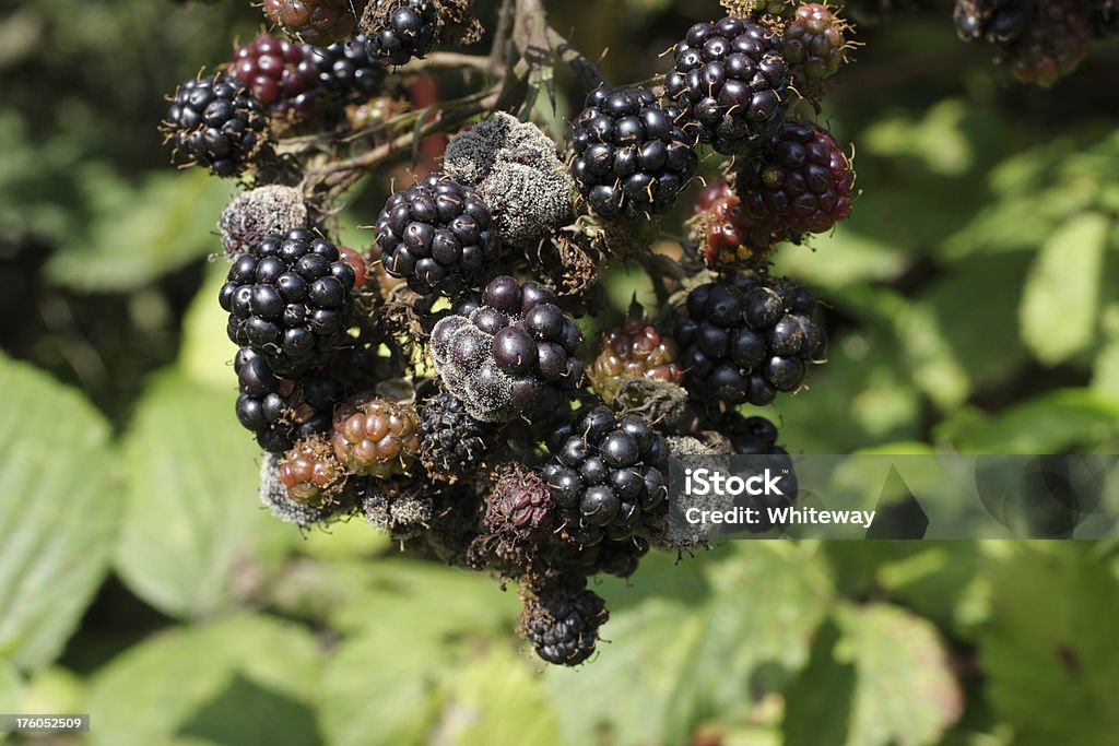 Botrytis Fruit Rot Raspberry Fruit Rot On Blackberries Rubus Fruticosus Stock Photo - Download Image ...