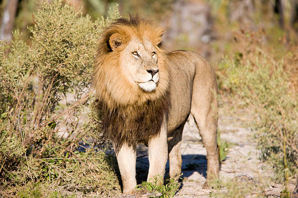 istock Male Lion 176053060