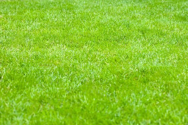 istock High resolution green lawn with no weeds 176053152