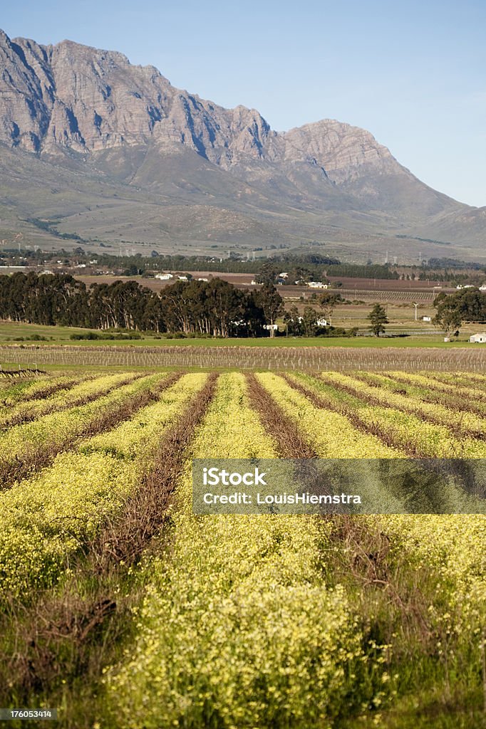 Paesaggio del Capo Occidentale - Foto stock royalty-free di Agricoltura