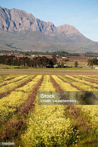 Paesaggio Del Capo Occidentale - Fotografie stock e altre immagini di Agricoltura - Agricoltura, Aiuola, Azienda vinicola