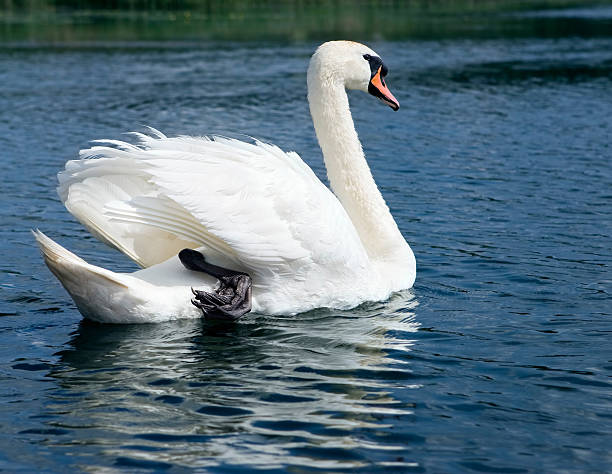 istock Swan with raised leg on a lake. 176053482