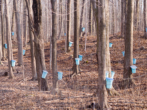 colheita de seiva do bordo - maple tree - fotografias e filmes do acervo