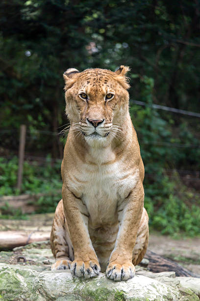 istock Liger in the big wild 176053586