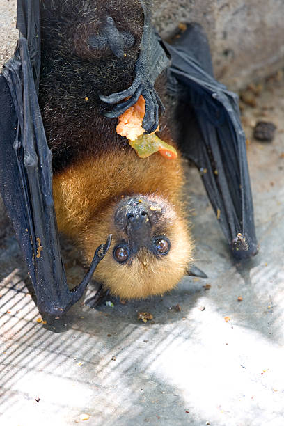 fruit beats seychelles endemic fruit bats fruit bat stock pictures, royalty-free photos & images
