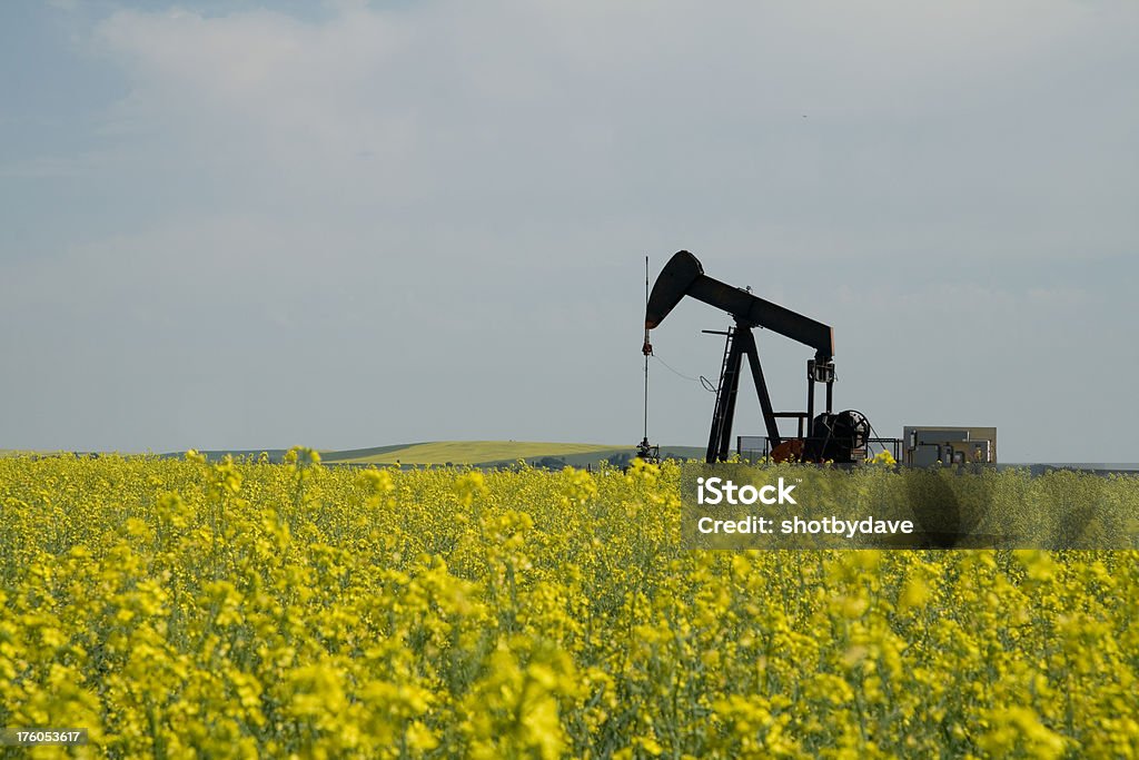 Pumpjack en Canola Field - Foto de stock de Amarillo - Color libre de derechos