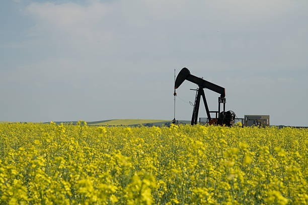 istock Pumpjack in Canola Field 176053617