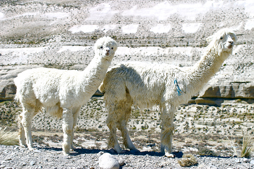 Arequipa region, Peru.  May 17th 2006.  Alpacas let out to graze in the Andes mountains near Chivay, Peru.
