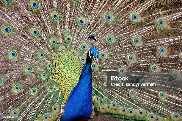 Peacock Turning Wheels Stock Photo - Download Image Now - Abstract, Animal, Animal  Behavior - iStock