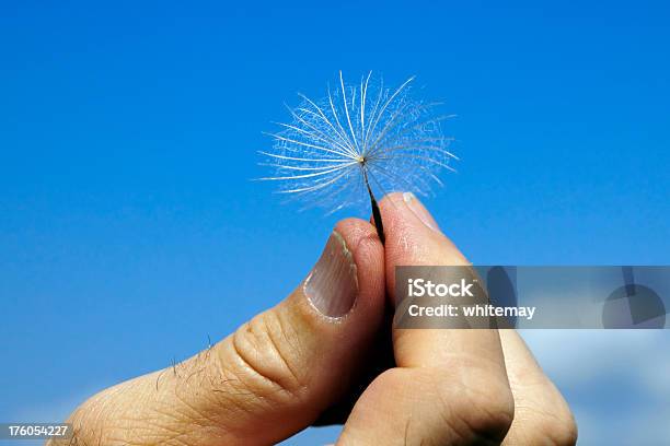 Mans Hand With Семя Одуванчика И Сломанные Ногтей — стоковые фотографии и другие картинки Большой палец руки - Большой палец руки, Взрослый, Волосы человека