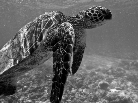 Close-up of a turtle's head and fins in black and white.