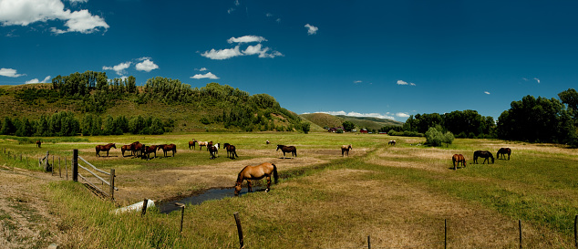 Herd of beautiful horses in a pasture on a sunny summer day