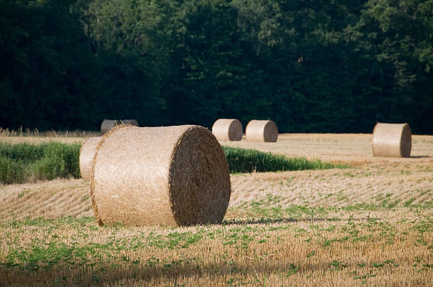 istock Round Bail of Hay - Horizontal 176054667