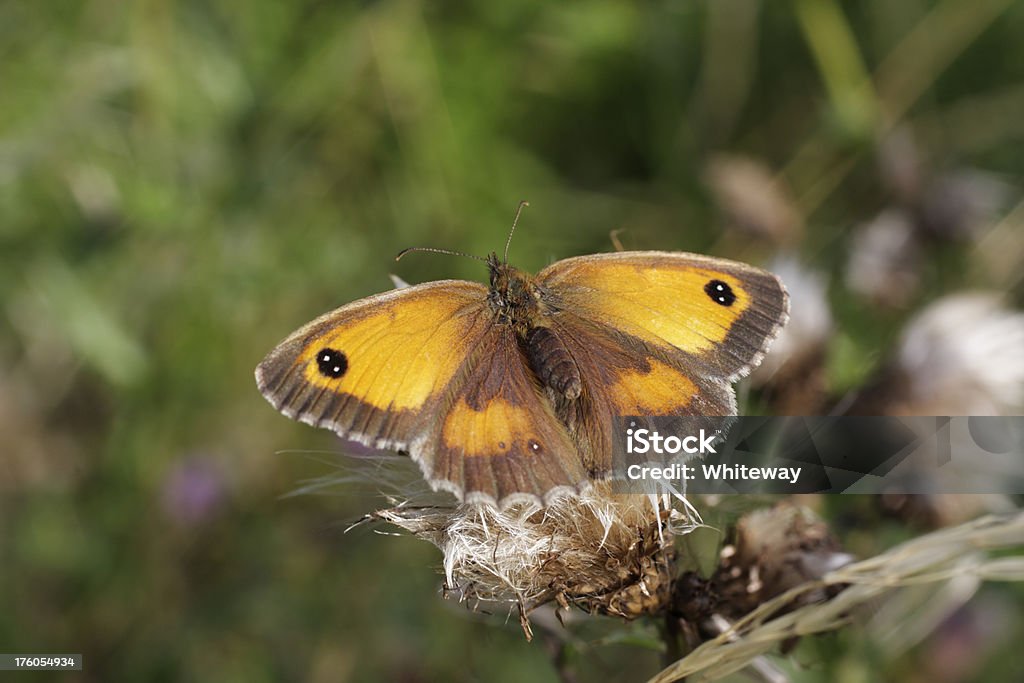 Gatekeeper butterfly Pyronia species perched on thistle seeds There are many varieties of butterfly that are similar to the gatekeeper, minutely identified because of mankind's fascination with the small differences between the patterns on one butterfly as compared with the next. Animal Stock Photo