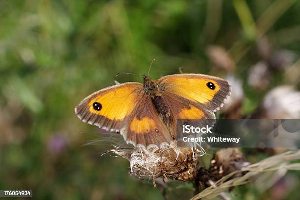 Gatekeeper Butterfly Pyronia Species Perched On Thistle Seeds Stock Photo - Download Image Now