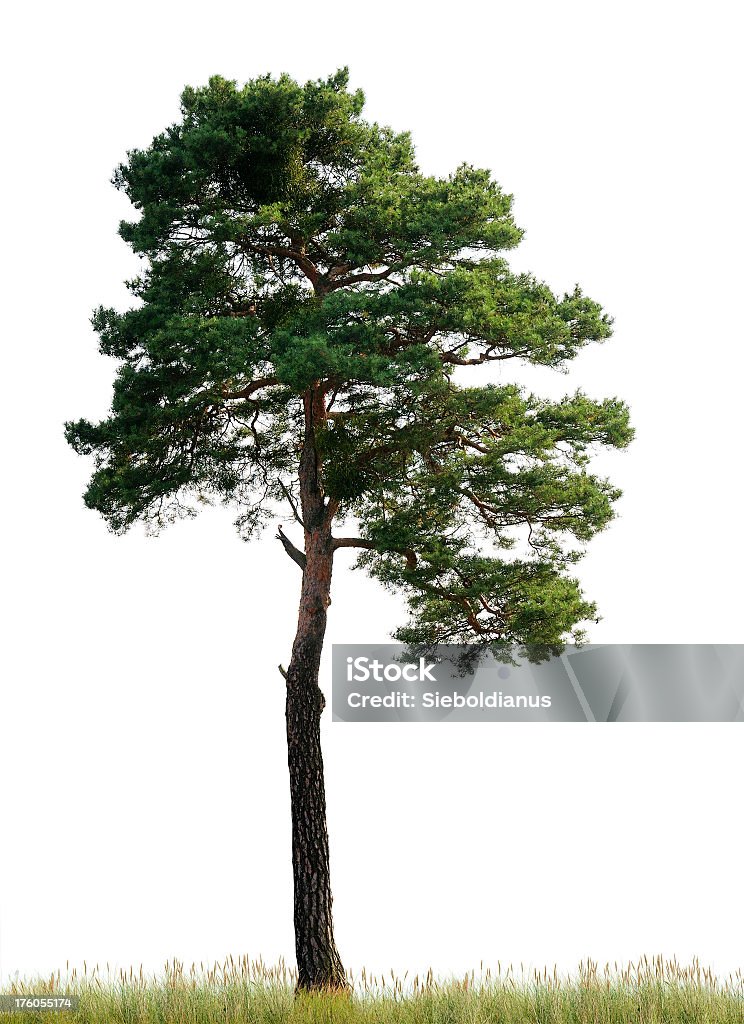 Scots Pine (Pinus sylvestris) on meadow isolated o_n white. A large Scots Pine or Pinus sylvestris stands against a white sky while green grass surrounds it. The large, transparent canopy is clearly separated in the upper regions of the tree, whereas the lower part of the trunk is free of branches. Scots Pine Stock Photo