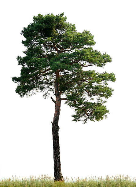 Scots Pine (Pinus sylvestris) on meadow isolated o_n white. stock photo