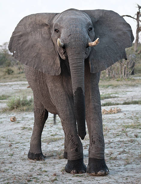 istock Young male elephant, mock charge, eyes wide open 176055292