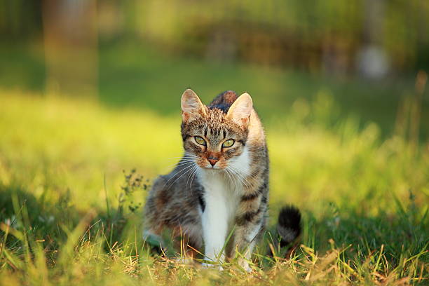 istock Cat hunting on the grass 176055592