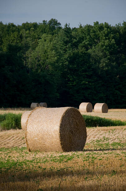 istock Round Bail of Hay - Vertical 176055613
