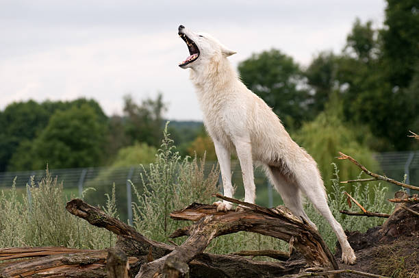 Arctic wolf. stock photo