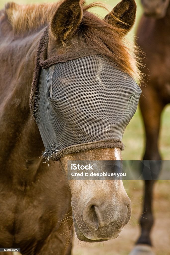 Cavalo castanho com uma máscara de braguilha - Royalty-free Máscara de proteção Foto de stock