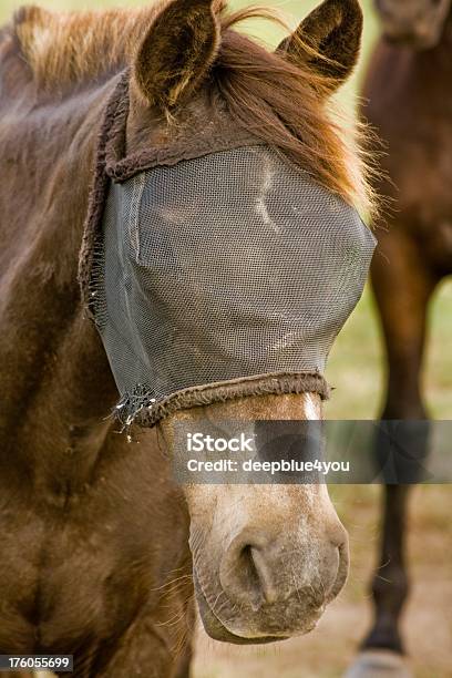 Cavalo Castanho Com Uma Máscara De Braguilha - Fotografias de stock e mais imagens de Máscara de proteção - Máscara de proteção, Tavão, Animal