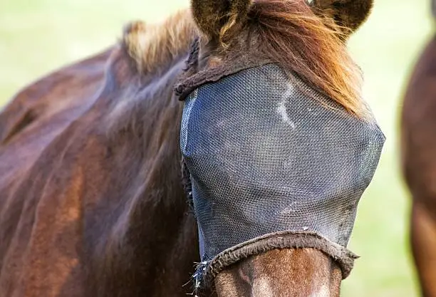 brown horse with a fly cover