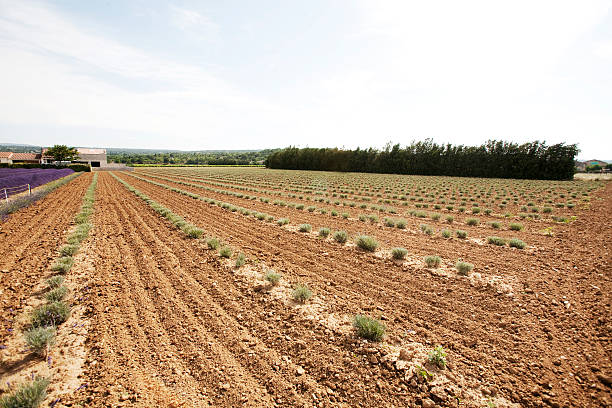 istock Harvested Lavender Field in Provence 176055883